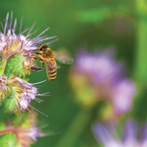 Beekeeping for Beginners Image